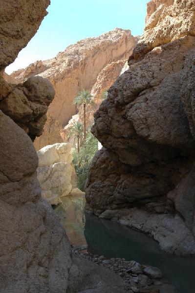 Oasis de Chebika du fond de la gorge