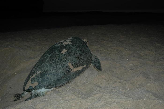 Tortue verte  Raz Al Jinz