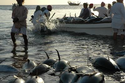 Retour des pêcheurs à Sur