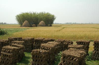 In the foreground, a stock of drying dung, used as fuel for making fires