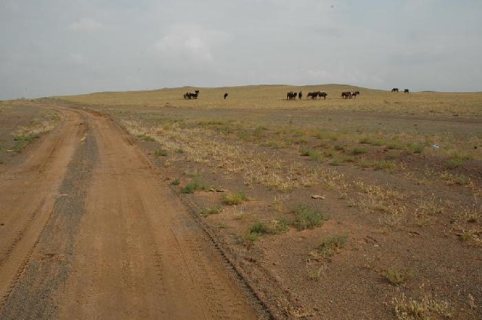 Entre Zamyn-d et Erdene