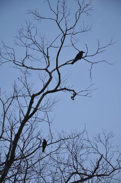 Arbre et corbeaux