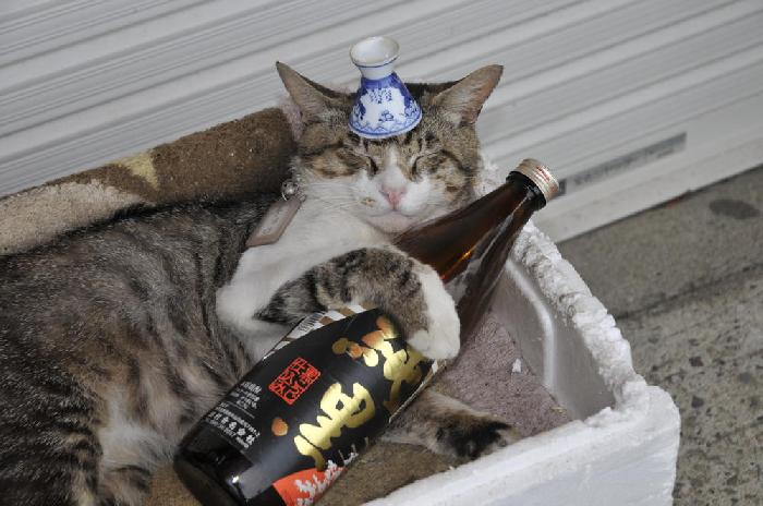 Chat ivre