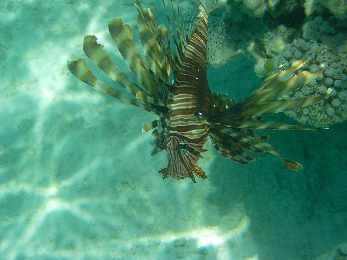 Lion fish  Aqaba