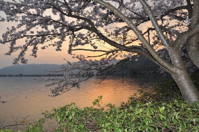 Sakura sur les bords du lac Biwa