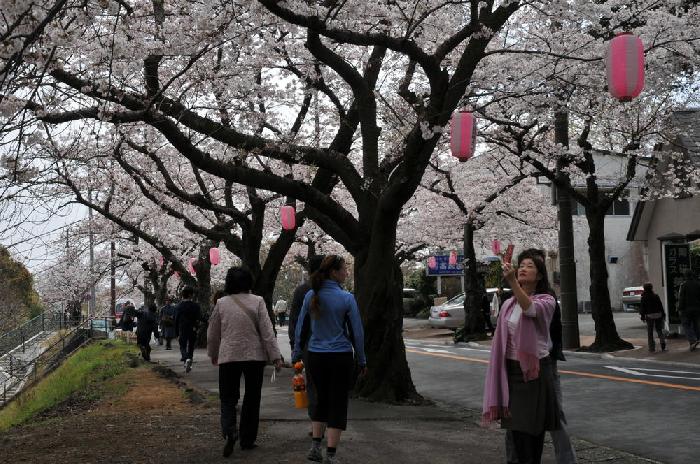 Sakura sur Izu Hanto