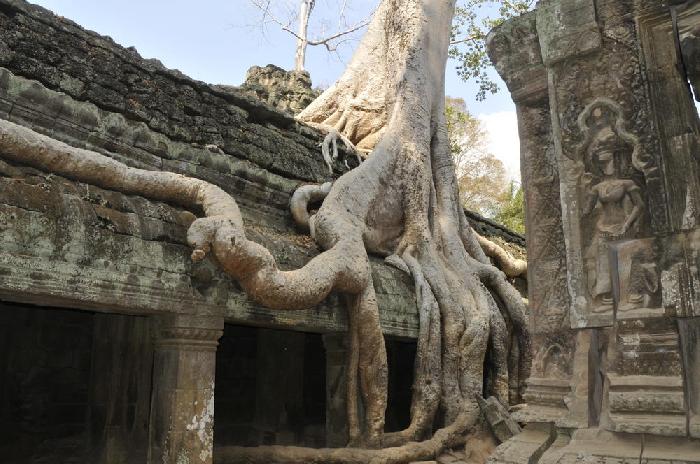 Temple Ta Prohm  Angkor