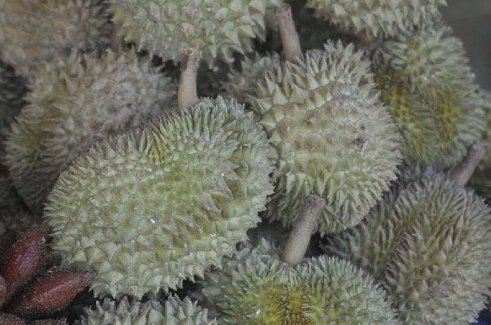 Le fruit appel durian